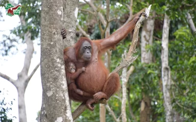 HOW DO WILD AND REHABILITATED ORANGUTANS DIFFER IN BEHAVIOUR?