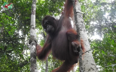 SUCI’S SWEET DISCOVERY AND A FEAST IN THE WILD