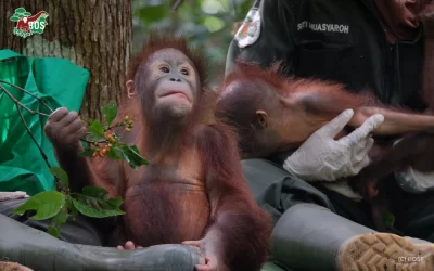 JENNY’S PROGRESS AT THE SAMBOJA LESTARI CENTRE