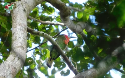 ENCOUNTERING A FLASH OF RED IN THE GREEN CANOPY