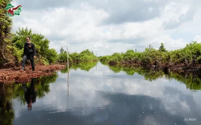 PEAT SWAMP FORESTS: A VITAL HAVEN FOR WILD ORANGUTANS
