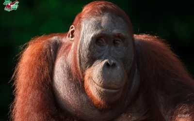 MEET THE STARS OF ORANGUTAN JUNGLE SCHOOL: BENI, VALENTINO, BUMI & CINTA