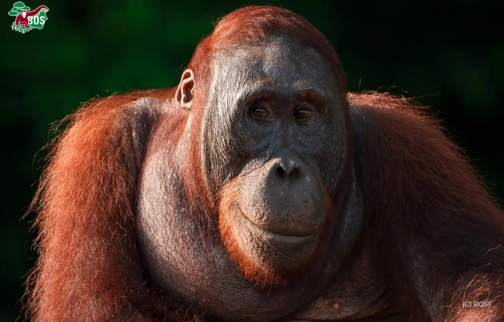 MEET THE STARS OF ORANGUTAN JUNGLE SCHOOL: BENI, VALENTINO, BUMI & CINTA