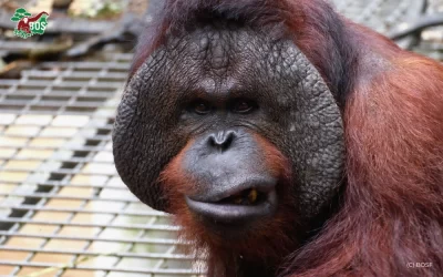 KOPRAL’S RECOVERY AND ADAPTATION IN THE SOCIALIZATION COMPLEX