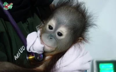 BABY ORANGUTAN RESCUED FROM KONGBENG ARRIVES AT SAMBOJA LESTARI