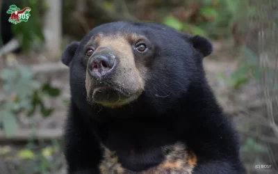 WHY THE SMALLEST BEAR DESERVES BIG PROTECTION