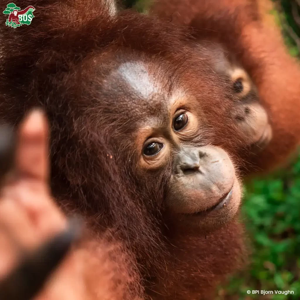 BOS-UK-adoption-Iqo-SQUARE