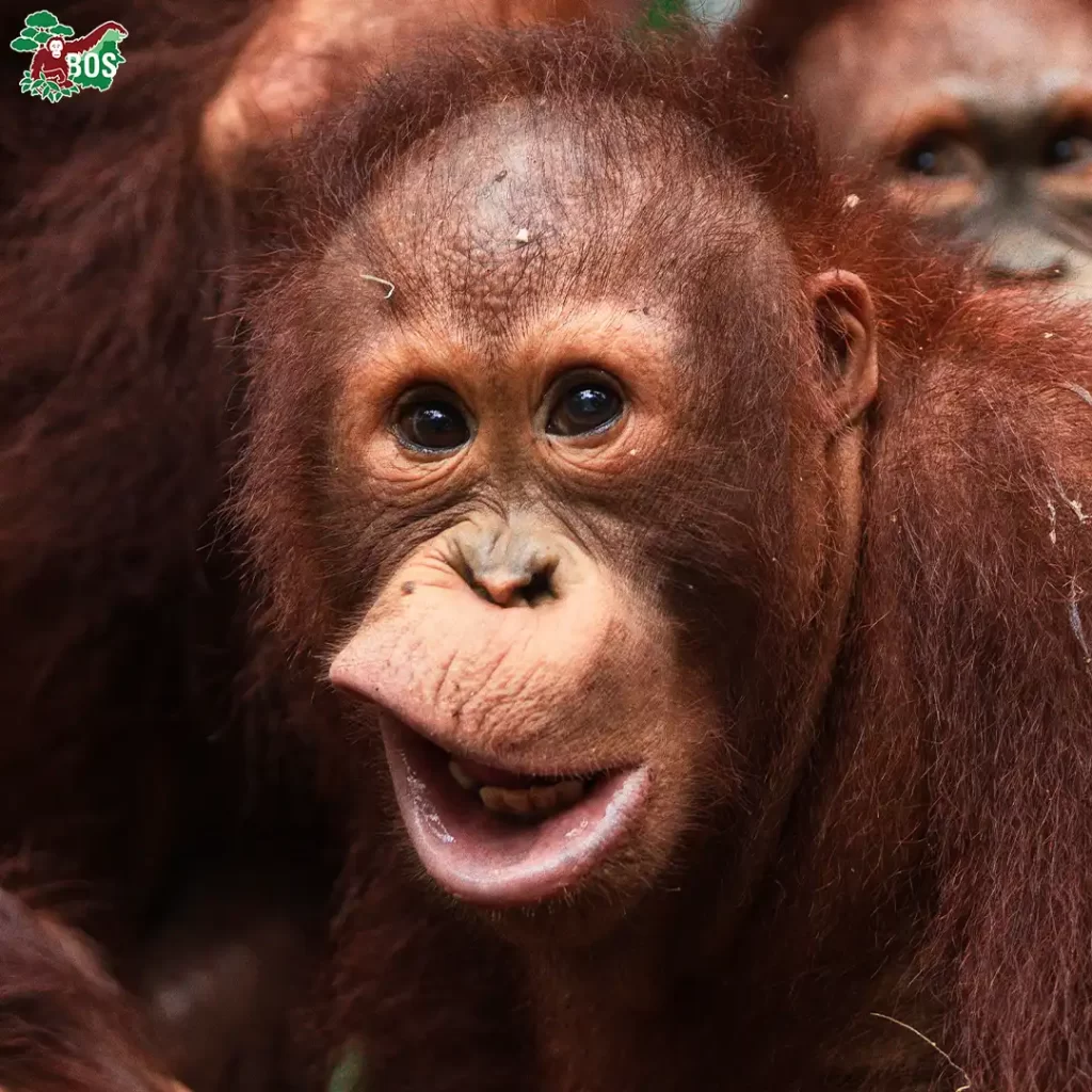 BOS-UK-adoption-Onyer-SQUARE