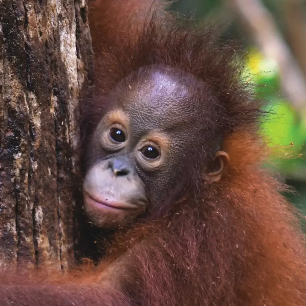 Jeni adoption square 2