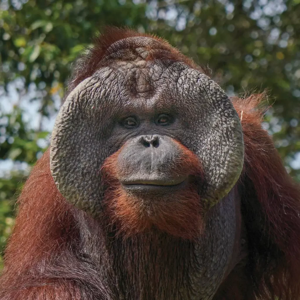 Kopral adoption square 3