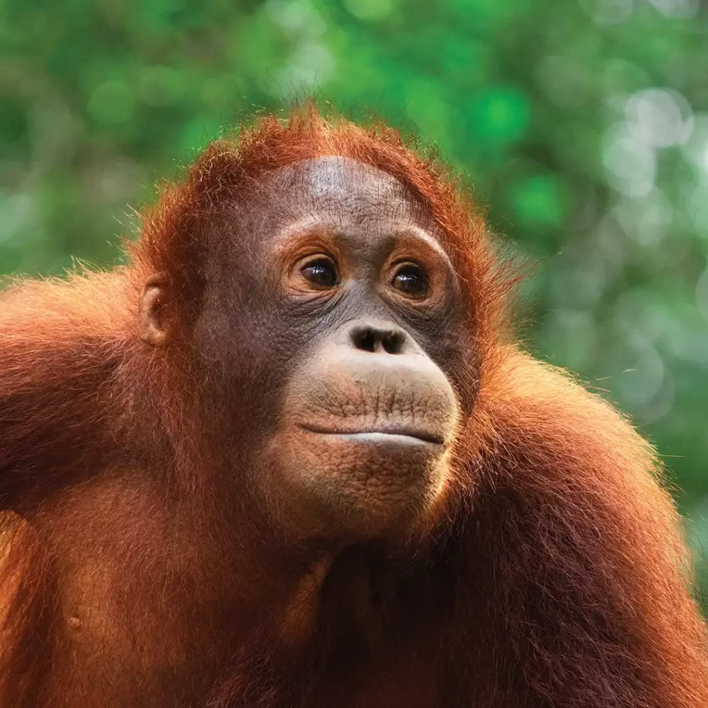 Monyo adoption square 2