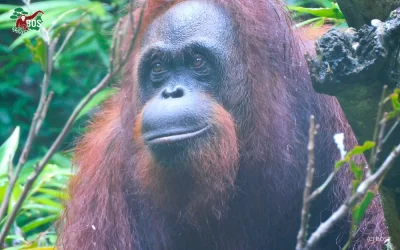 CICI’S LONG JOURNEY TOWARD FREEDOM