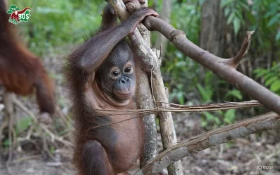 ESA & INDRI: GROWING STRONGER TOGETHER