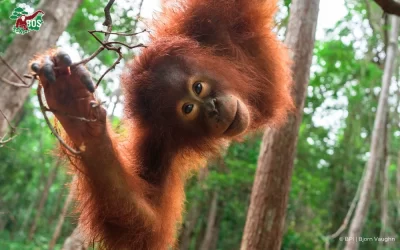 MEET THE NEW ADOPTABLE CREW: ONYER & IQO