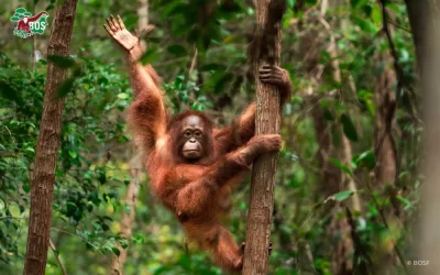 AJ BELL GREAT MANCHESTER RUN PLACES – RUN FOR ORANGUTANS