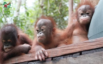 2025 ORANGUTAN RESCUE HIGHLIGHTS