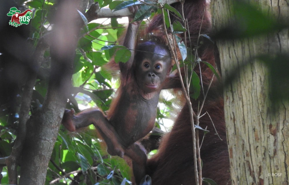 AGIS BRINGS GOOD NEWS FROM THE FORESTS OF TNBBBR