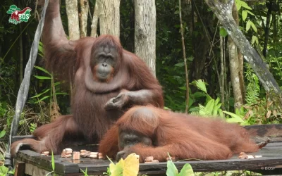 A NEW BEGINNING ON SAMBOJA LESTARI SANCTUARY ISLAND