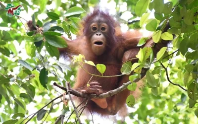 HEALING, LEARNING, AND GROWING AT FOREST SCHOOL