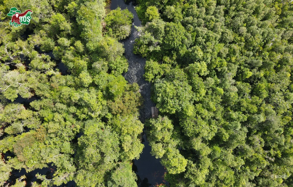 REFORESTING & PROTECTING SEBANGAU NATIONAL PARK