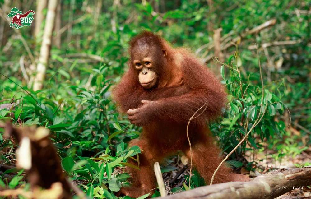 UNDERSTANDING ORANGUTAN MENTAL HEALTH