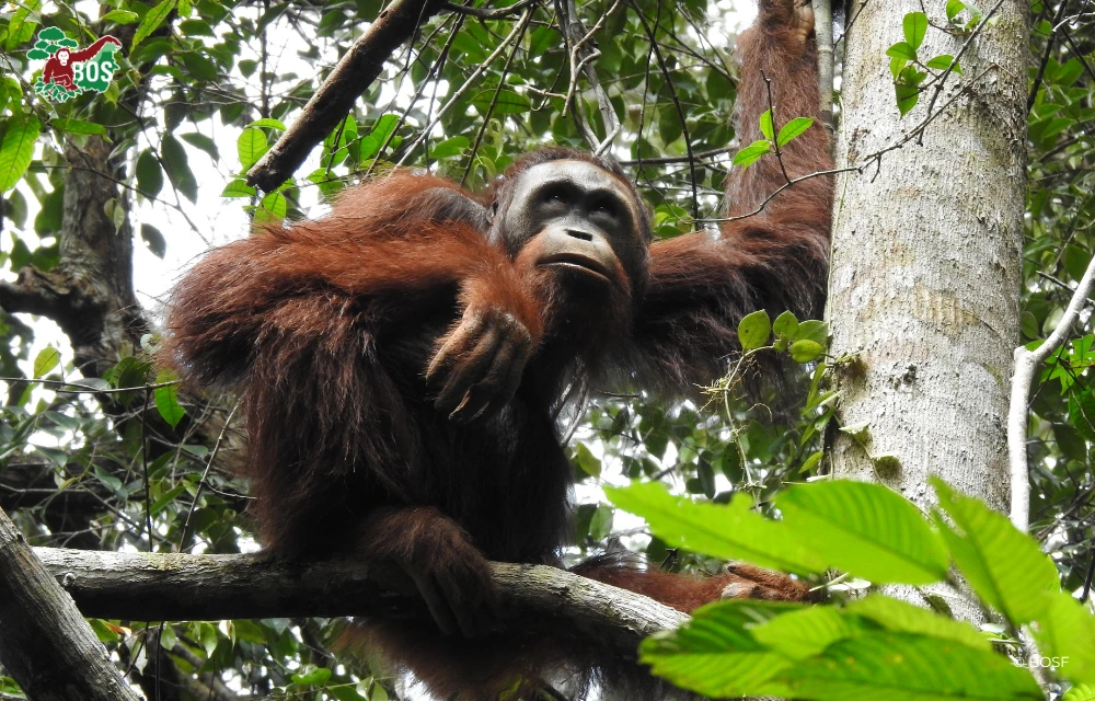 OTAN: THE EXPLORER FROM THE UPPER BEMBAN RIVER