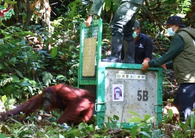 SAFEGUARDING THE FUTURE OF THE RAINFOREST: FIVE ORANGUTANS RETURN TO THE WILD IN KALIMANTAN
