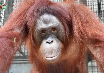 Candidates For The 47th Orangutan Release From Nyaru Menteng