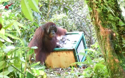 THE STORY BEHIND AN ORANGUTAN RELEASE