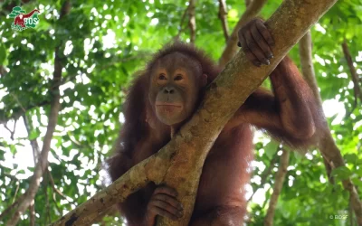 BOSF UPDATE: FOREST AND LAND FIRE SITUATION IN CENTRAL AND EAST KALIMANTAN