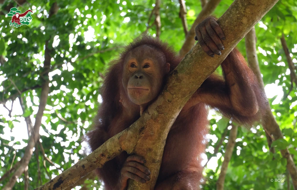 BOSF UPDATE: FOREST AND LAND FIRE SITUATION IN CENTRAL AND EAST KALIMANTAN