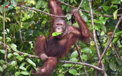 JELAPAT THE STRATEGIST ORANGUTAN