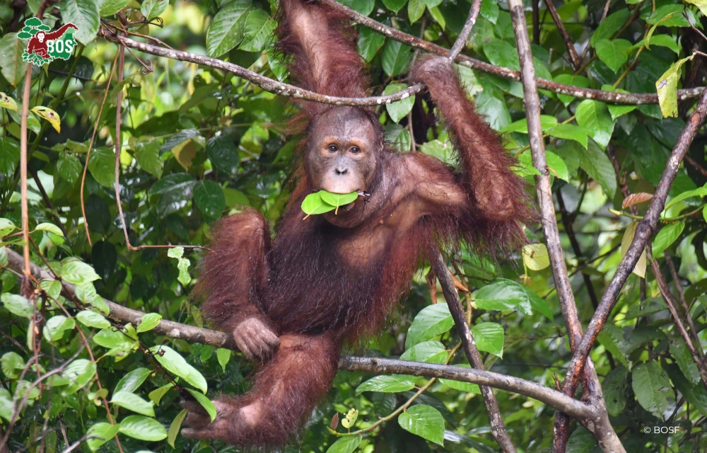 JELAPAT THE STRATEGIST ORANGUTAN